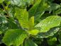 Preview: Clethra alnifolia Rosea mit typischen Laub