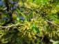 Preview: Gelbe Blüte der Japanischen Kornelkirsche in Nahaufnahme
