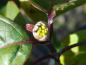 Preview: Die Blütenknospe von Cornus officinalis