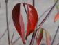 Preview: Die Apotheker-Kornelkirsche mit ihren bunten Herbstblatt