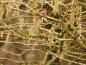 Preview: Die Baumhasel (Corylus colurna) in voller Blüte
