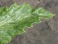 Preview: Blattspitze von Castanea sativa Asplenifolia