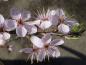 Preview: Prunus spinosa Rosea in Blüte