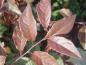 Preview: Das schön gefärbte Laub von Prunus spinosa Rosea