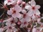 Preview: Die rosablühende Purpur-Schlehe (Prunus spinosa Rosea)