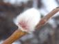 Preview: Kätzchenblüte von Salix burjatica