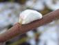 Preview: Salix burjatica: Kätzchenblüte und typisch behaarter Trieb