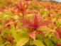 Preview: Blütenknospe der Spiraea japonica Magic Carpet