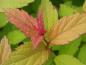 Preview: Spiraea japonica Maigc Carpet: Frischer Blattaustrieb
