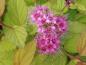 Preview: Blüte bei Spiraea japonica Magic Carpet