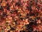 Preview: Blattaustrieb im Frühjahr von Spiraea japonica Magic Carpet