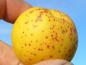 Preview: Einzelfrucht von Chaenomeles japonica sargentii
