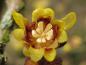 Preview: Winterblüte, Chimonanthus praecox - Blüte