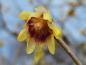 Preview: Winterblüte, Chimonanthus praecox - duftende Blüten