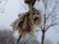 Preview: Chimonanthus praecox