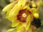 Preview: Nahaufnahme der Blüte von Chimonanthus praecox