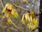 Preview: Leuchtende, gelb-rote Blüten schmücken Chimonanthus praecox