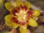 Preview: Chimonanthus praecox trägt starkduftende Blüten.