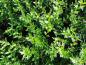 Preview: Ligustrum vulgare Liga im Sommerlaub