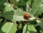 Preview: Salix schraderiana