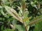 Preview: Salix schraderiana