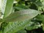 Preview: Salix schraderiana