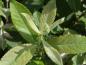 Preview: Salix schraderiana