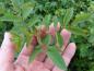 Preview: 7-zählige Blätter der Rosa pisocarpa
