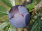 Preview: Haferschlehe - schwarzblaue Frucht