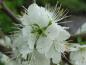 Preview: Eine Nahaufnahme einer weißen Blüte von Prunus domestica insititia