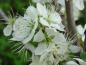 Preview: Die weißen Blüten der Haferschlehe (Prunus domestica insititia) im April