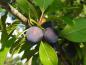 Preview: Prunus domestica insititia
