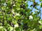 Preview: Prunus domestica insititia