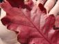 Preview: Quercus bicolor