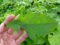 Preview: Quercus bicolor
