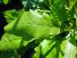 Preview: Quercus bicolor