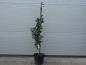 Preview: Carpinus betulus Lucas 100/125 cm groß