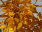 Preview: Carpinus betulus Lucas in prächtiger Herbstfärbung
