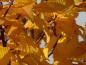 Preview: Schönes gelbes Herbstlaub bei Carpinus betulus Lucas