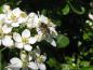 Preview: Biene auf der weißblühenden Orangenblume