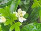 Preview: Weiße Blüte der Orangenblume