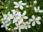 Preview: Die wohlrichenden Blüten der Choisya ternata