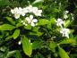 Preview: Weiße Blüten und glänzendes Laub der Choisya ternata