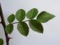 Preview: Typisches Sommerblatt von Rosa micrantha