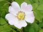 Preview: Blüte von Rosa mollis
