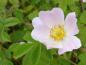 Preview: Blüte von Rosa mollis