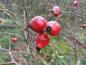 Preview: Früchte von Rosa vosagiaca, Synonym Rosa dumalis (Vogesenrose)