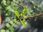 Preview: Sommerlaub von Sophora prostrata Little Baby