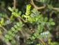 Preview: Sophora prostrata Little Baby, Triebspitze