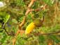 Preview: Die gelbe Blüte des Schnurbaums Little Baby